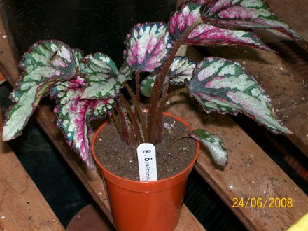 B. Blushing Silver Begonia (Begonia)