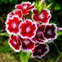 Sweet William