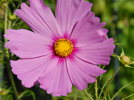 A garden flower photo