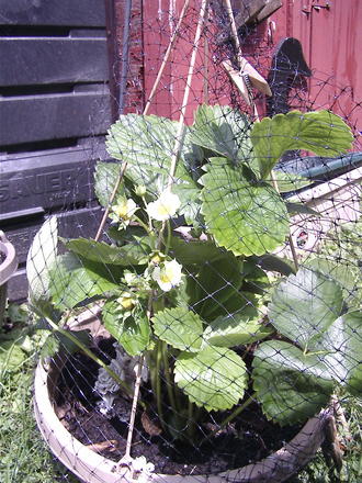 Strawberry blossoms (fragaria ananassa)