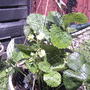 fragaria ananassa