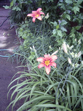 Orange Daylilies (Hemerocallis fulva (Chin Chen TsAi))