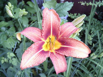 Orange Daylily Bloom (Hemerocallis fulva (Chin Chen TsAi))