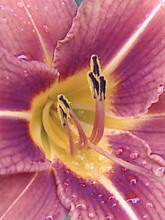 Another bug's eye view... (Hemerocallis fulva (Chin Chen TsAi))
