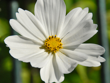 Cosmos white