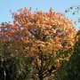 Pict0199