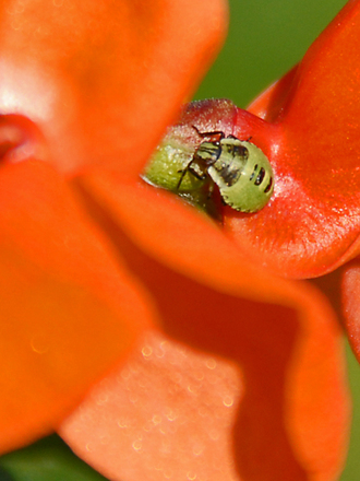 Who is this little fellow?