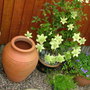 Abdul_s_pictures_005.jpg