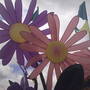 Pict0026