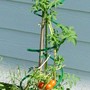 Tomato tree