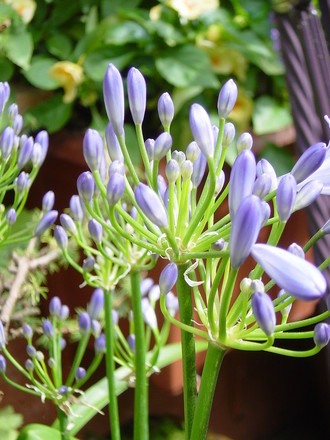 Agapanthus .July 2008. (Agapanthus africanus (African blue lily))