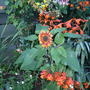 My_sunflower_001