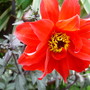 Dahlia. 'Bishop of Llandaff' July 2008. (Dahlia)