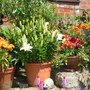 Pottygardner's Pots!