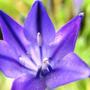 name anyone? (Brodiaea)