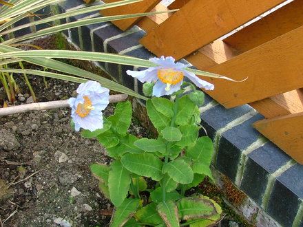 A garden flower photo