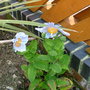 A garden flower photo