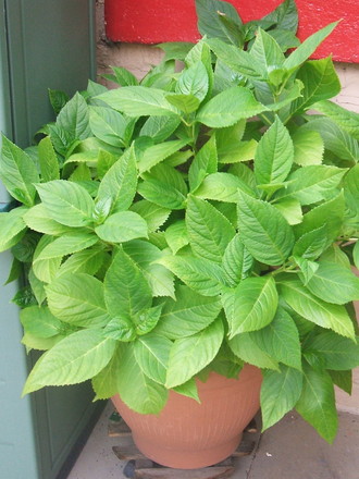 Hydrangea