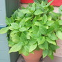 Hydrangea