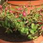 Fushia RAF