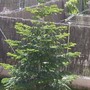 Fir