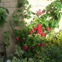 Climbing rose