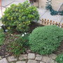 Pieris, azalea, carnations, hebe and campanala