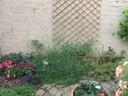 Lavender and sweet peas