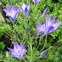unknown plant (Brodiaea)