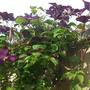 A garden flower photo