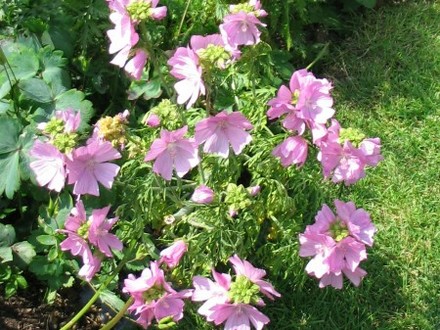 Malva (sylvestris mauritanica)