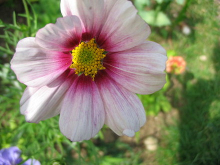 Cosmos (Cosmos bipinnatus)