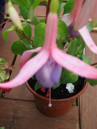 Fuchsia Carmel Blue ? (Upright Fuchsia)
