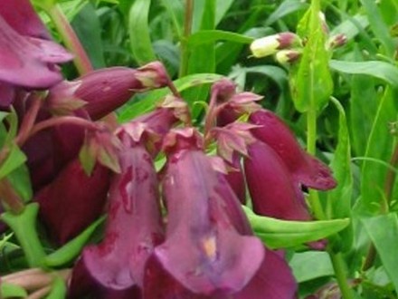 Penstemon