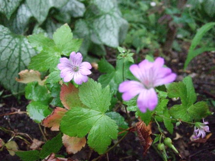 Gernium nodusum 'Svelte Lilac' (Geranium nodosum (Hardy geranium) 'Svelte Lilac')