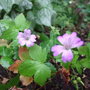 Geranium_nodosum__svelte_lilac_
