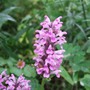 Nepeta nervosa 'Pink Cat' (Nepeta nervosa 'Pink Cat')