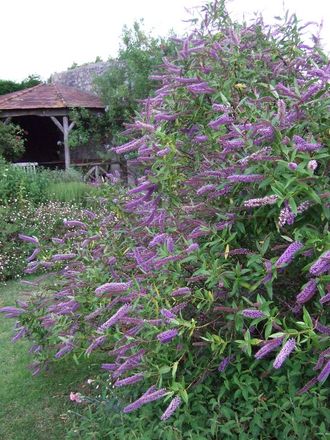 Hebe in full bloom. (Hebe)