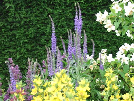 Veronica longifolia. (Veronica longifolia)