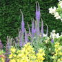 Veronica_longifolium