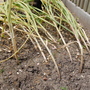 Garlic in the garden
