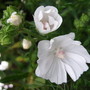 Malva moschata