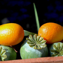 poppy head n kumquat