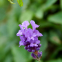 Lavender flower (Lavandula angustifolia (Lavender))