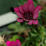 Purple flower