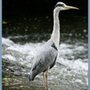 heron 