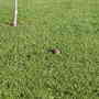 resident turtle in front yard