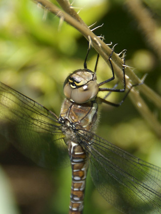 Dragonfly (Migrant Hawker (Aeshna mixta))