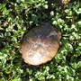 Yard062708_021