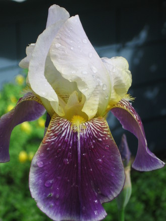 iris (Iris germanica (Orris))